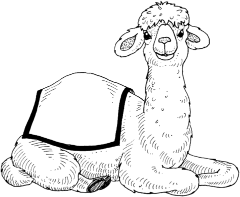 Cute Dromedary Camel Calf Coloring Page